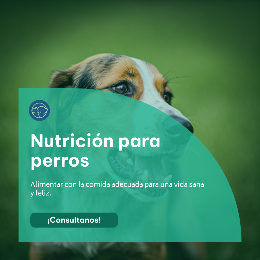 Mascotas felices
